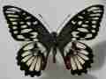 Papilio demoleus (aberration, philippines) (Internet Image property of respective owner, non-commercial use only)